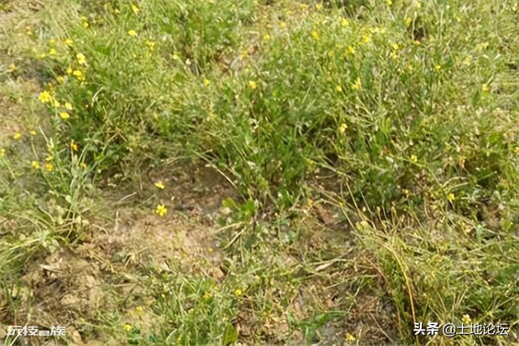 亩效益过万的一年生药材(农村一年种一年收的药材有哪些)-图片2